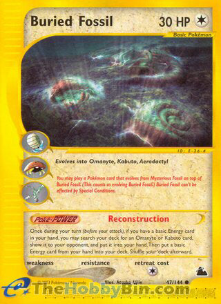 0047 Buried Fossil Common Skyridge