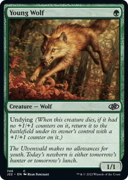 0746 Young Wolf C Jumpstart 2022